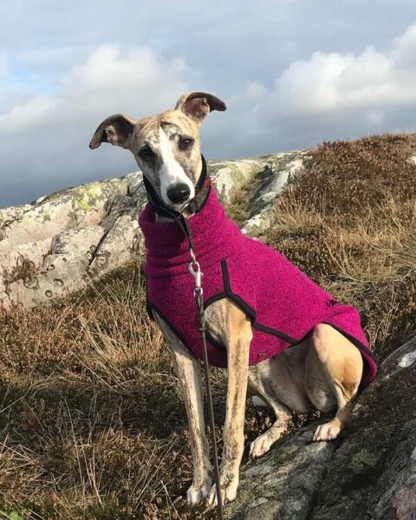 Hund - Whippetarna Pippi och Lotta Hund - Whippetarna Pippi och Lotta