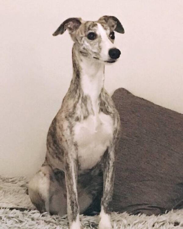 Hund - Whippetarna Pippi och Lotta Hund - Whippetarna Pippi och Lotta