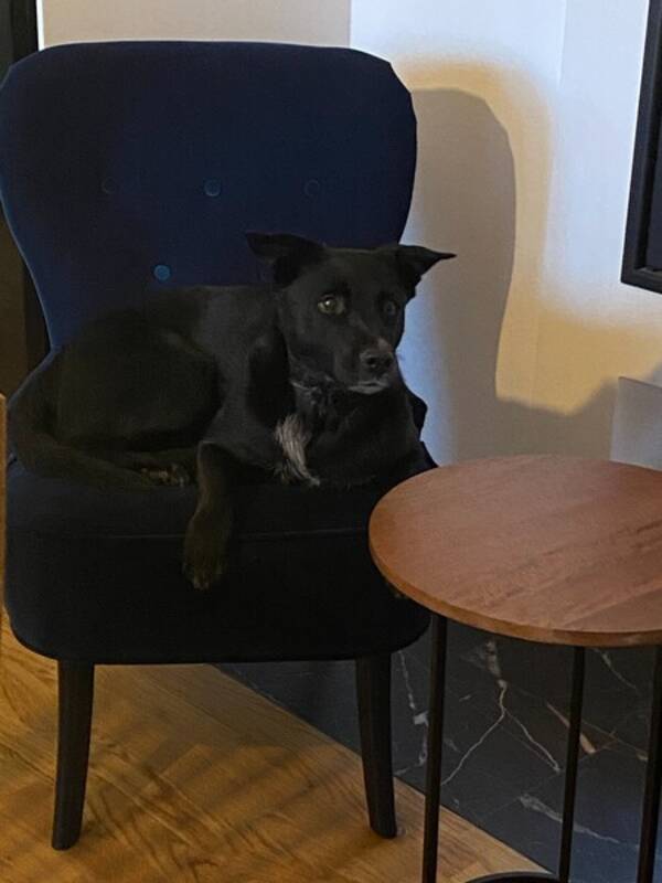 Hund - Stella