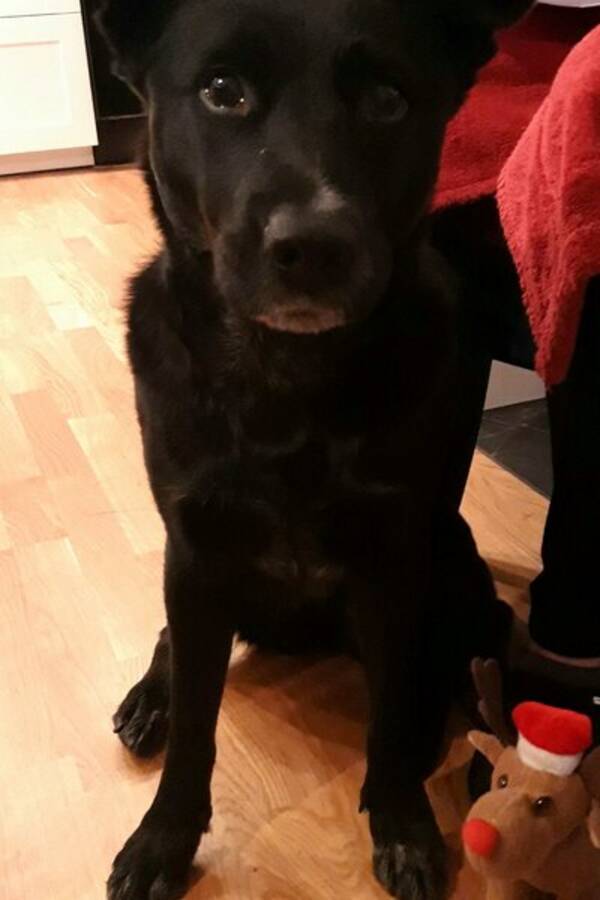 Hund - Stella