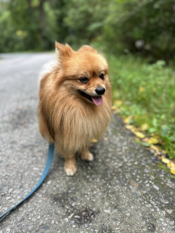 Hund - Foxy