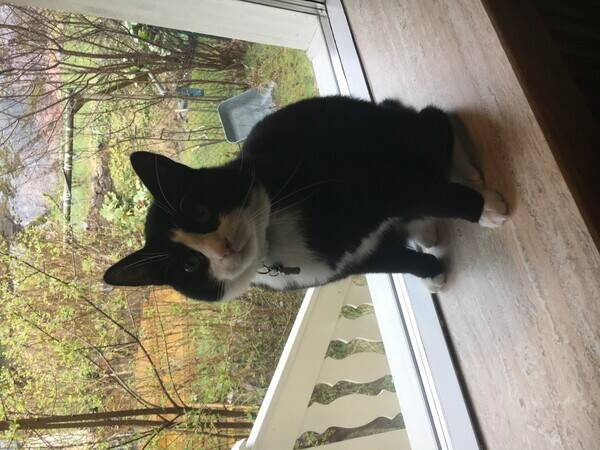 Katt - Svansls