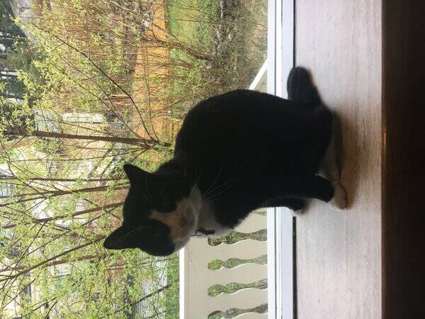 Katt - Svansls