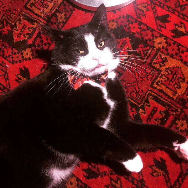 Katt - Svansls
