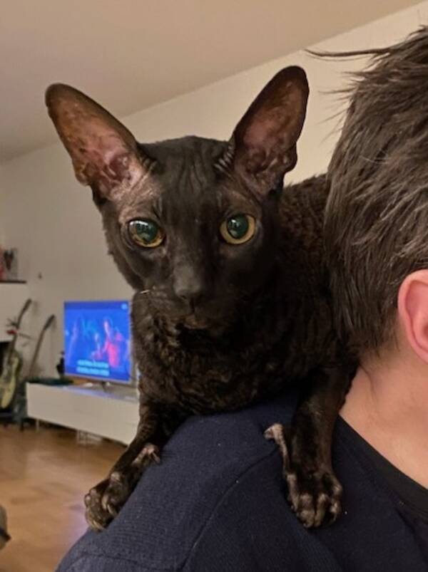 Katt - Cornish Rex som heter Spike