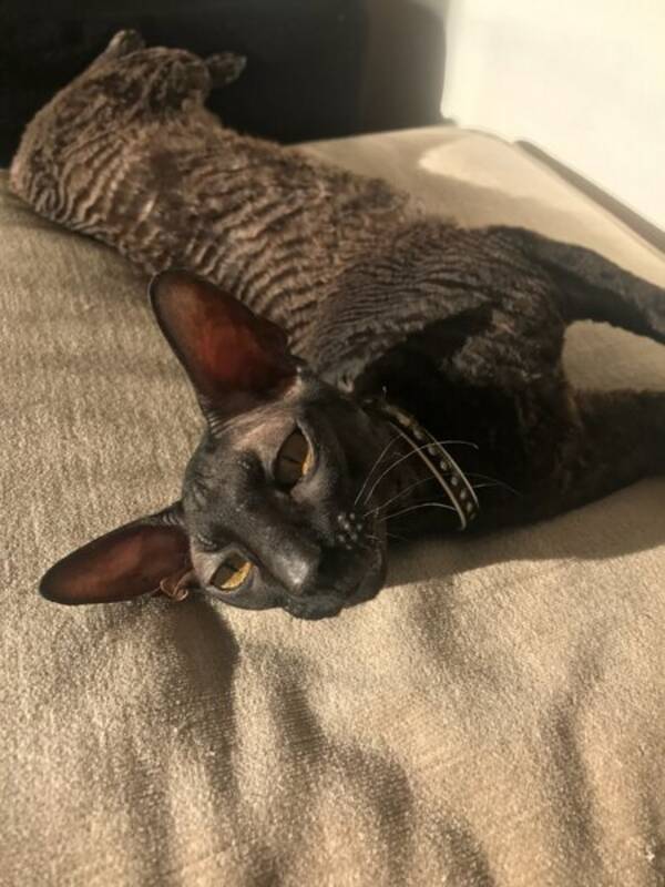 Katt - Cornish Rex som heter Spike
