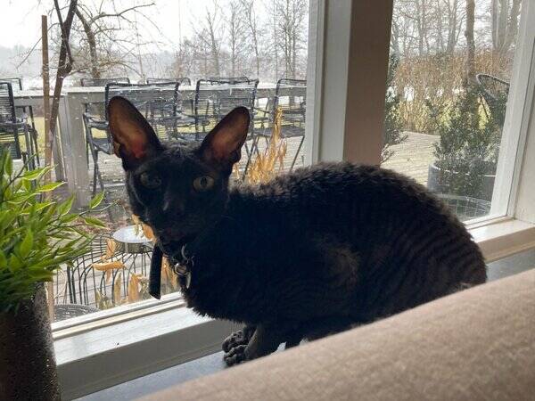 Katt - Cornish Rex som heter Spike