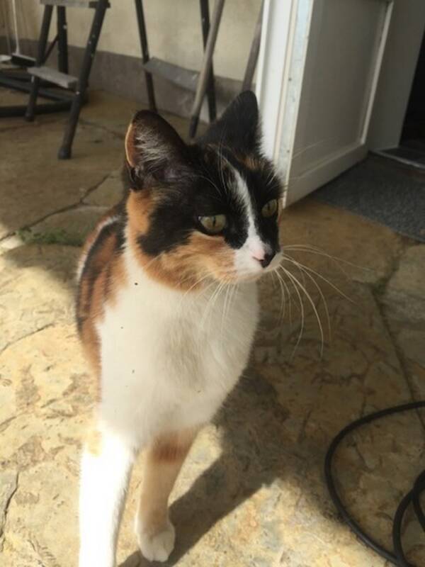Katt - Katten Mizzie