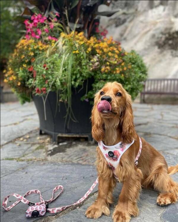 Hund - Cocker spaniel Biggie