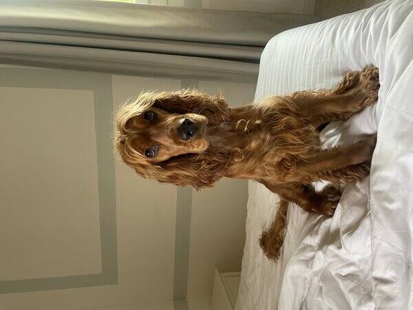 Hund - Cocker spaniel Biggie