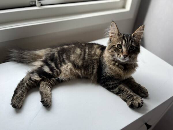 Katt - MainCoonkatten Rune