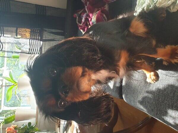 Hund - The Queen, Kavaljer King Charles