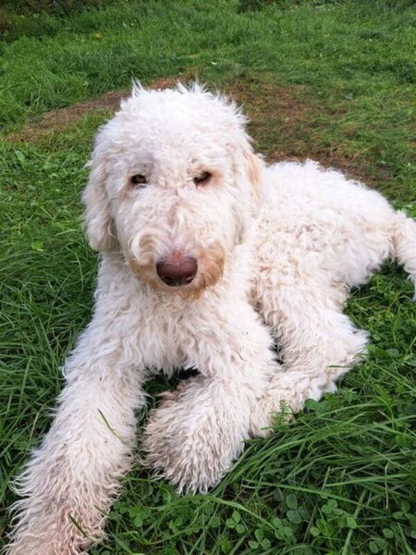 Katt - Labradoodle fjärde generationen 