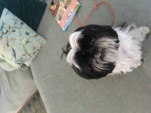 Hund - Shih Tzu