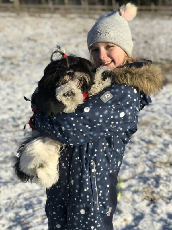 Hund - Shih Tzu