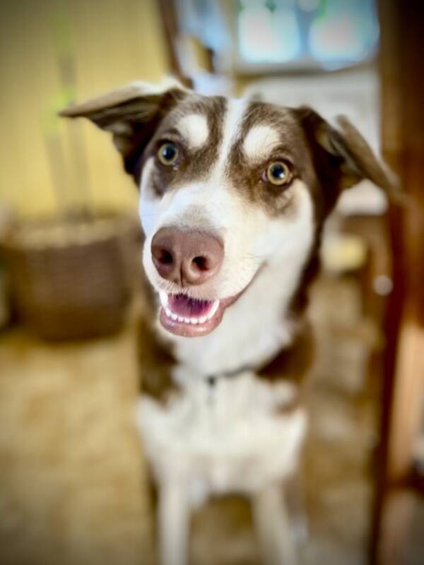 Hund - Hunden Fellie