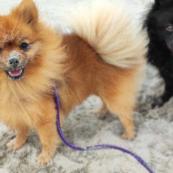 Hund - Kajsa, Mini, Molly, Sessan och Bert 