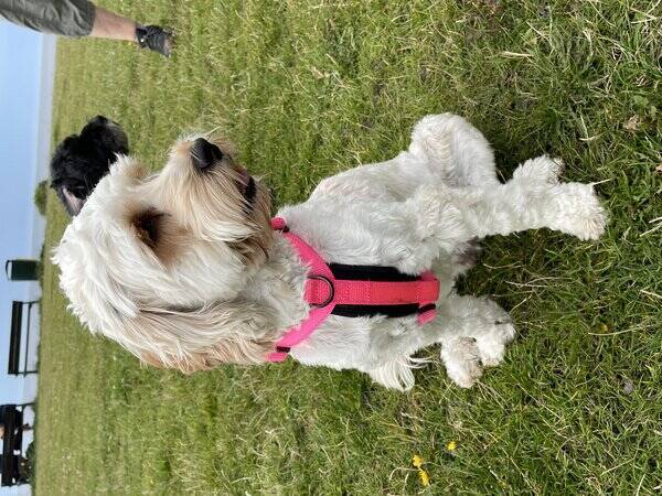 Hund - Cockerpoo Sally