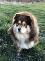 Hund Hund