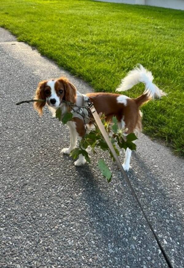 Hund - Cavalier King Charles 