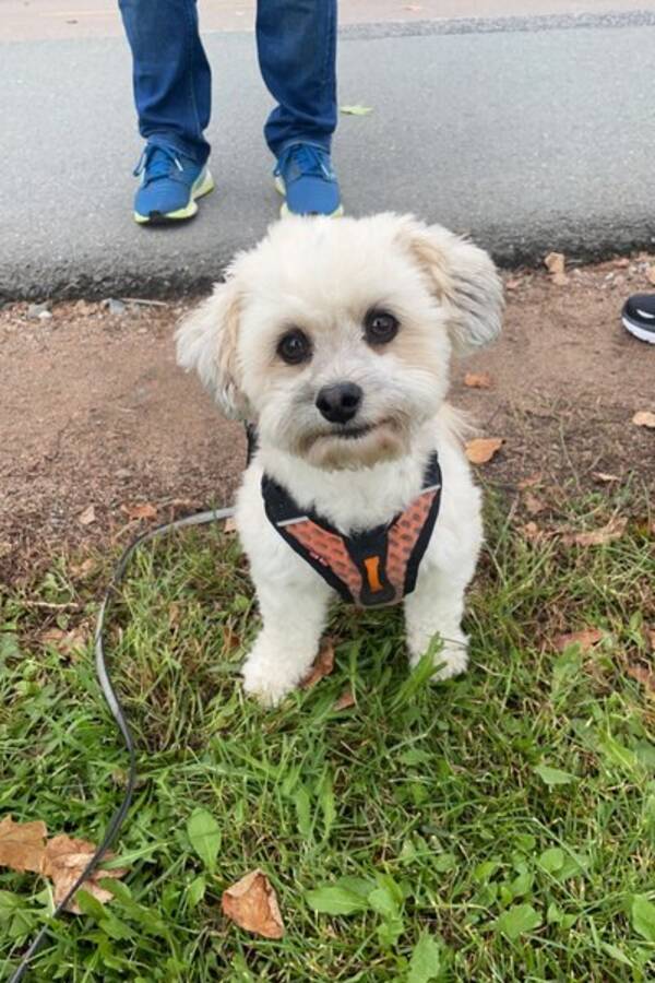 Hund - Blandings hund Casper