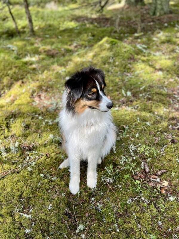 Hund - Loki, Australian sheperd