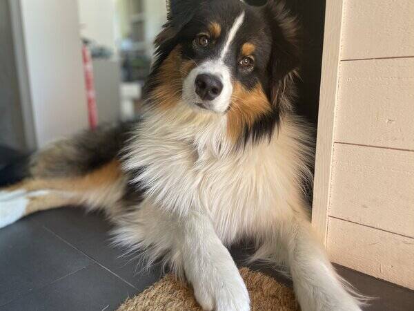 Hund - Loki, Australian sheperd