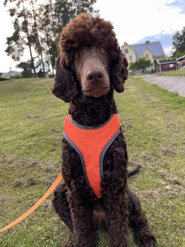 Hund - Storpudel Bella