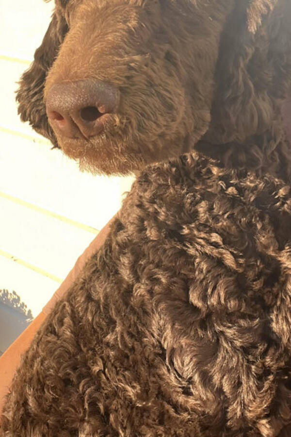 Hund - Storpudel Bella