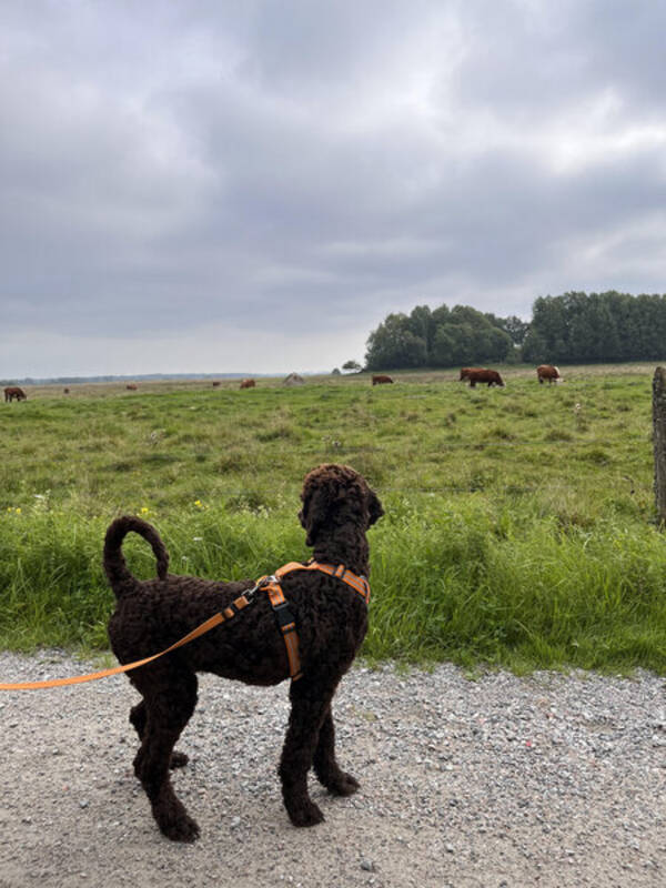 Hund - Storpudel Bella