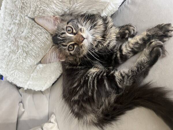 Katt - Maine coon Kazy