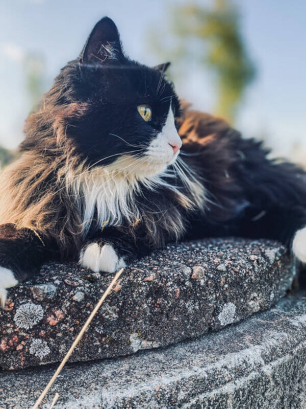 Katt - Katten Cillan