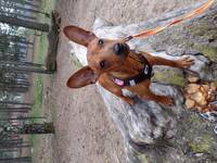 Dvrgpinscher Scooby