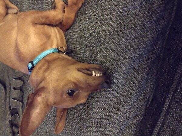 Hund - Dvrgpinscher Scooby