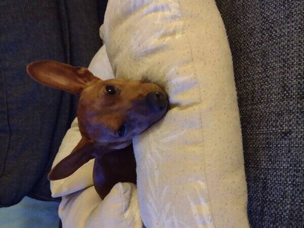 Hund - Dvrgpinscher Scooby