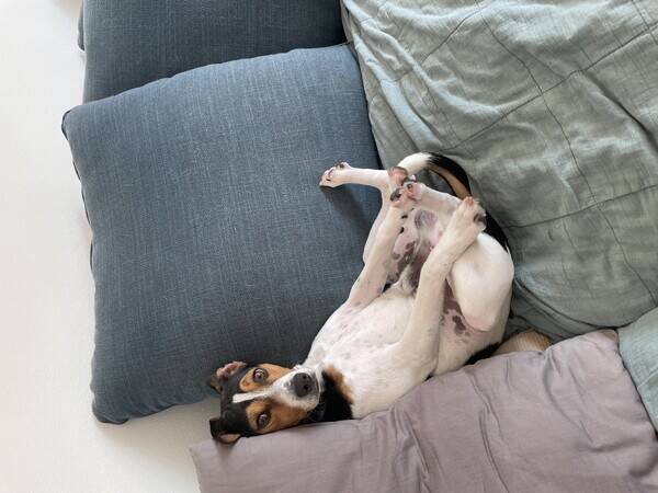 Hund - Hunden Kompis