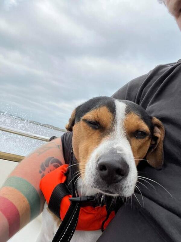 Hund - Hunden Kompis