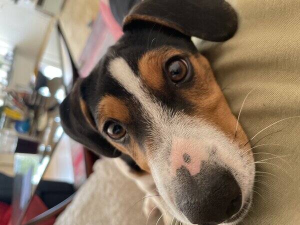 Hund - Hunden Kompis