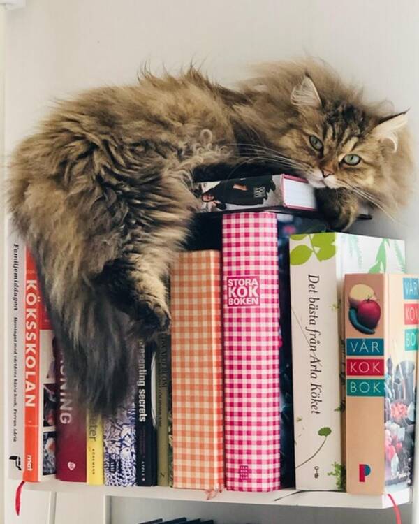 Katt - Familjens sibiriska katt Bruce 