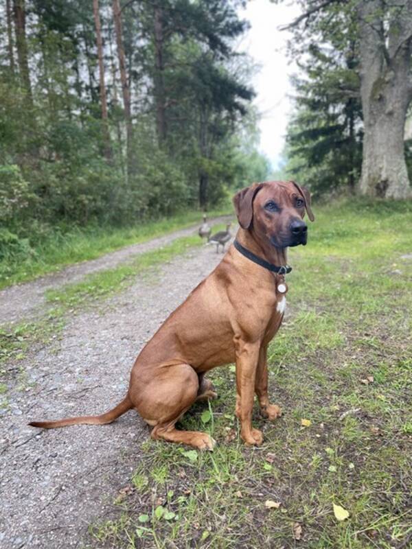 Hund - Rhodesian ridgeback hanhund, 3 r