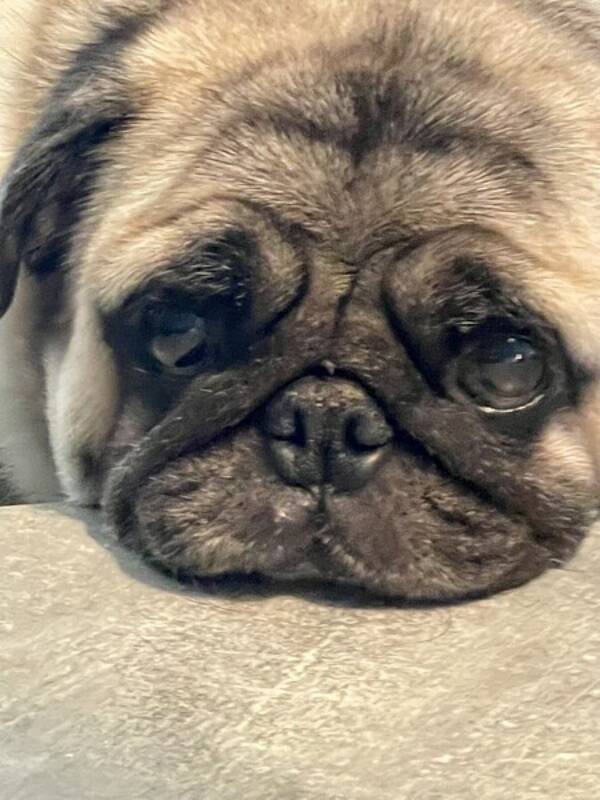 Hund - Mops