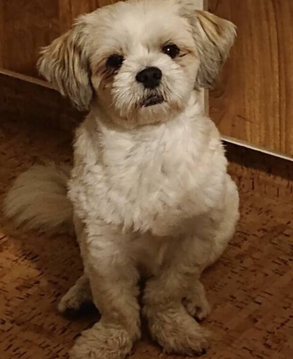 Hund - Lhasa apso renrasig 