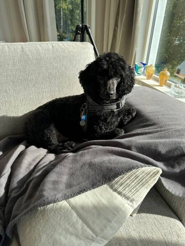 Hund - Pudeln Bertil