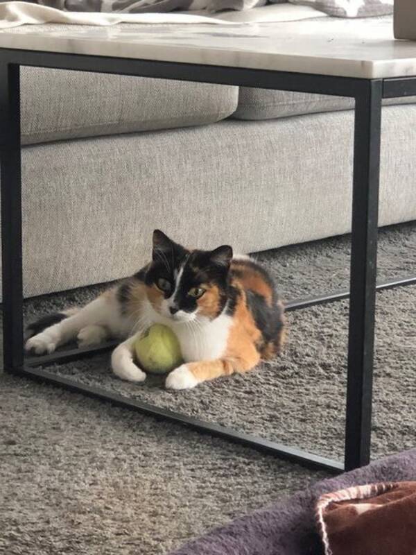 Katt - Katten Mizzie