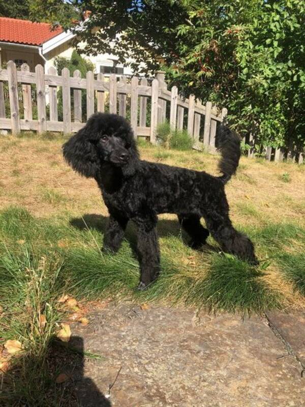 Hund - Pudeln Bertil