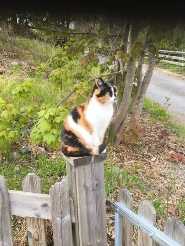 Katt - Katten Mizzie