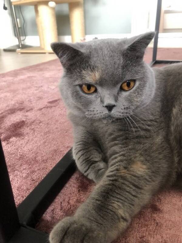 Katt - Katt Murphy