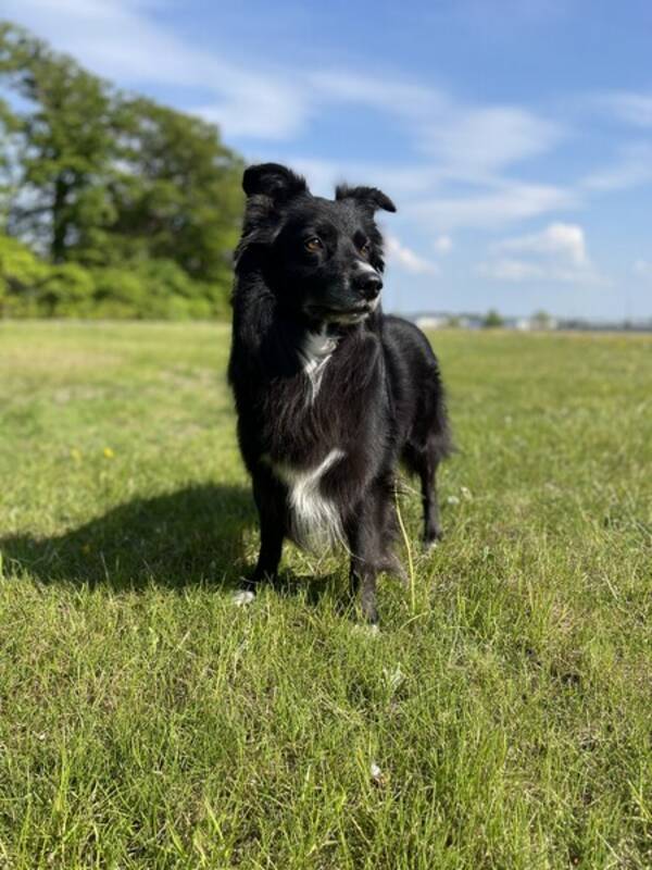 Hund - Australian Shepherd Spike