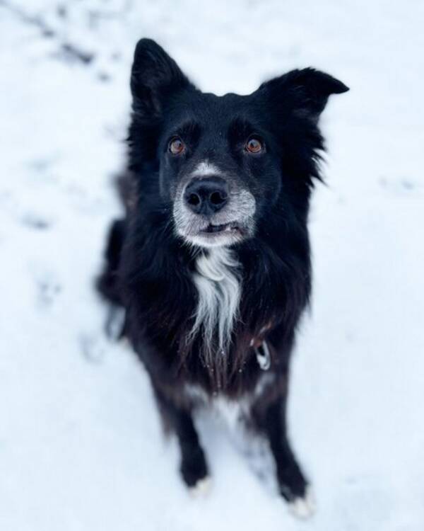 Hund - Australian Shepherd Spike