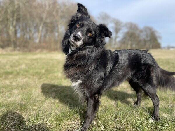 Hund - Australian Shepherd Spike